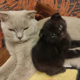 кошка и котенок