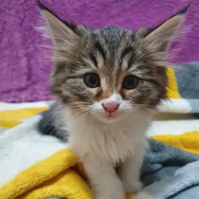 В добрые руки