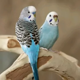 popugay gus volnisdy