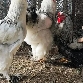 Brama Horoz we towuklar