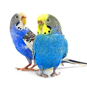 popugay gus setka kletka