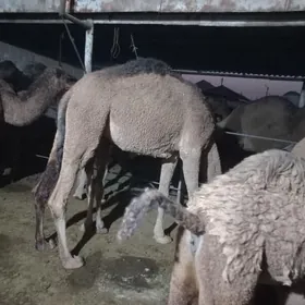 кощекли дуйе