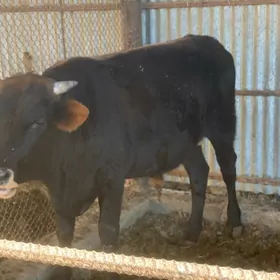 ÇÖL ÖKÜZ 3 yaşar