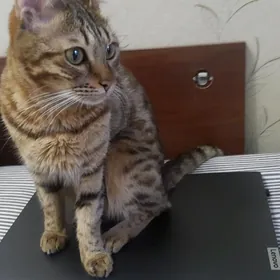 Пропала кошка