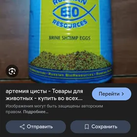 артемия цисты