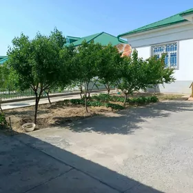 TAZE ZAMAN PLAN 5 KOM