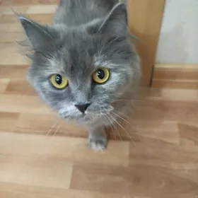 Отдадим кошечку в добрые руки