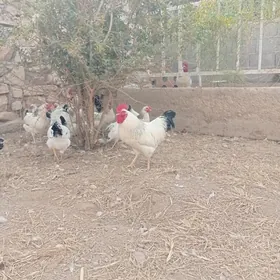 Adler, jüýje, ýumurtga