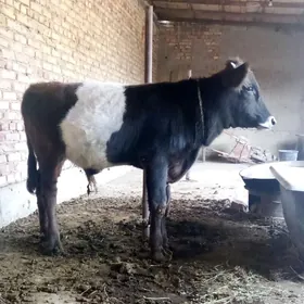 Öküz Gibrit Tohum 9 aýlyk