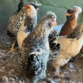 towuklar  troýka 8 aýlyk