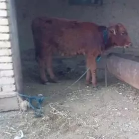 Bogaz sygyr we gulajyn