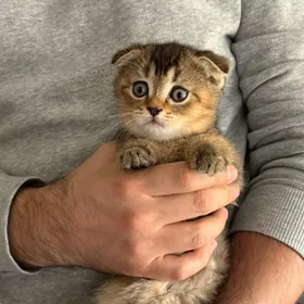 шотландская вислоухая