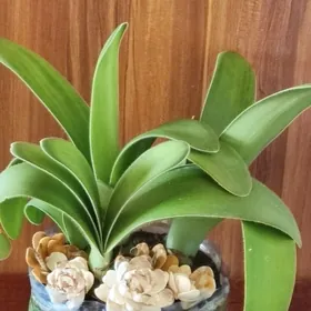 гемантус олений язык