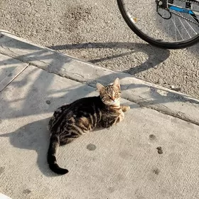 Потерялся котенок