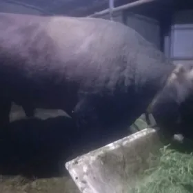 Okuz satlyk 3 yaşar