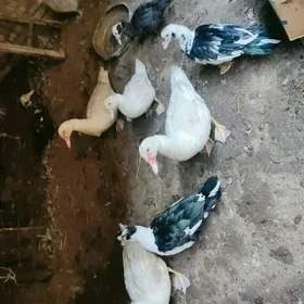 muskus erkeg i urgacy