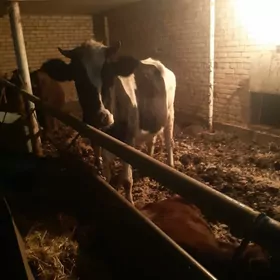 Чёрны пёстр унажын