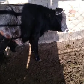 OKÜZ ŞWES TOHIM MAL