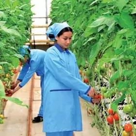 Ýyladyshana işgär gyz-gelin