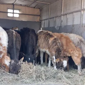 tohum okuzler tuweler