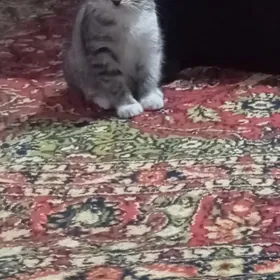 Отдам в добрые руки