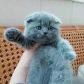 шотландские котята голубые