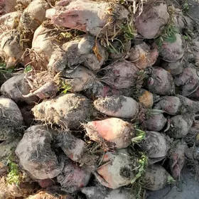 ŞGNUR MALYK GANT ŞGNUR