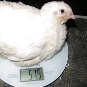 Gigant tehas bedene jüýje