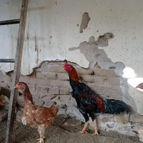 baýsowyý horaz baýsowyý horaz