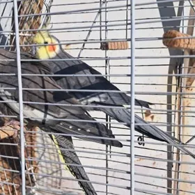 Попугайчики