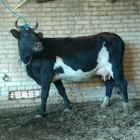 голели сыгыр