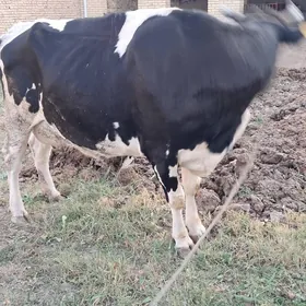 чёрный пйостр