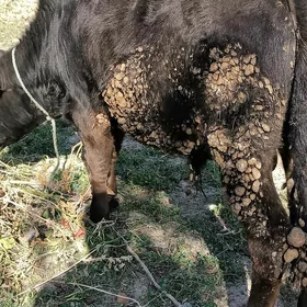 çerniy piyostir öküz