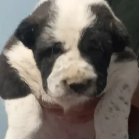 Turkmen Alabay Gujuk