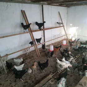 гушлар товук