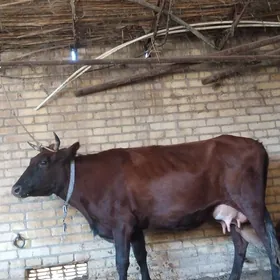 араса бурлат саглык сыгыр