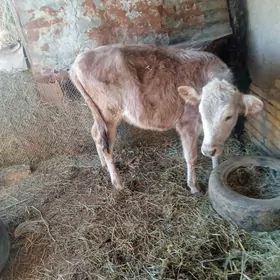 10 aylyk gole ylalasyk bar