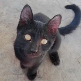 в добрые руки