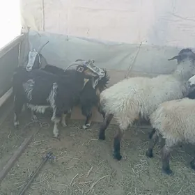 goyun geci tokly cevis bugdayl