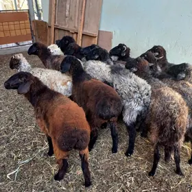 Garaköl.Kisar.Tokly.