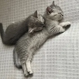 котята шотландец