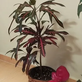 кротон,аглонема,горшки,кашпо.
