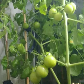 рассада помидор