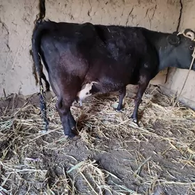 corny piyostyr sygyr goleli