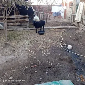 сатлык гойун газаты бн гисар г