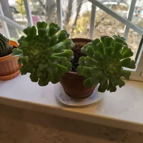 Цветы комнатные