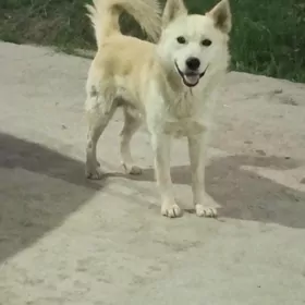 Карлик лайка