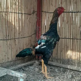 байсовы жуже