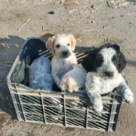 охотничьи  щенки