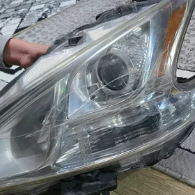 maxima fara cep tarap original